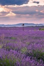 Rolling Lavendar Fields and Windmill in Valensole France at Sunset