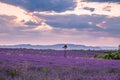 Rolling Lavendar Fields and Windmill in Valensole France at Sunset