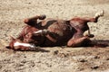 rolling over on ground - brown horse enjoy lie on back while wallowing and tossing at dirt outdoor at riding arena Royalty Free Stock Photo