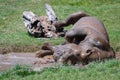 Rolling Rhinoceros (rhinocerotidae) at Port Lympne Wild Animal a Royalty Free Stock Photo