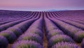 Rolling rows of vibrant purple lavender fields under a soft pink and purple twilight sky Royalty Free Stock Photo