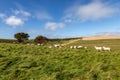 A rolling South Downs landscape on a sunny autumn day, with sheep grazing on a hillside Royalty Free Stock Photo