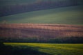 Rolling sunny hills with fields and trees suitable for backgrounds or wallpapers, natural seasonal landscape.