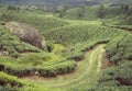 Rolling Tea gardens in misty Kanan Devan hills-Munnar Kerala-India Royalty Free Stock Photo