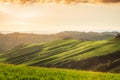 Rolling Tuscany hills in the golden hour Royalty Free Stock Photo