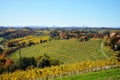 Rolling Vineyard Hills in Fall Colors, Jeruzalem Slovenia Royalty Free Stock Photo