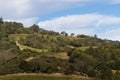 Rolling Vineyard Hills