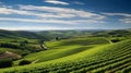 Rolling vineyards in a picturesque landscape Royalty Free Stock Photo