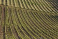 Rolling vineyards of a wine farm in South Africa