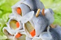 Rollmops Royalty Free Stock Photo