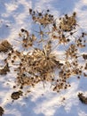 Rollover in winter on the snow background Royalty Free Stock Photo