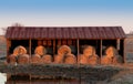 Rolls of hay bales in metal hay barn