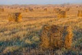 Rolls of hay lying in autumn Royalty Free Stock Photo