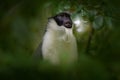 Roloway guenon, Cercopithecus roloway, rare black and white monkey in the green forest habitat, Ivory Coast in Cetral Africa.