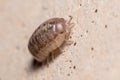 Roly poly bug, Armadillidium vulgare, climbing on a concrete floor under the sun Royalty Free Stock Photo