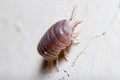 Roly poly bug, Armadillidium vulgare, climbing on a concrete wall under the sun Royalty Free Stock Photo