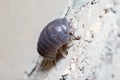 Roly poly bug, Armadillidium vulgare, climbs a concrete wall under the sun Royalty Free Stock Photo