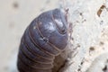 Roly poly bug, Armadillidium vulgare, climbs a concrete wall under the sun Royalty Free Stock Photo