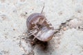 Roly poly bug, Armadillidium vulgare, trying to get on his feet again Royalty Free Stock Photo