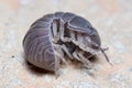 Roly poly bug, Armadillidium vulgare, trying to get on his feet again