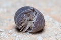 Roly poly bug, Armadillidium vulgare, trying to get on his feet again Royalty Free Stock Photo