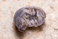 Roly poly bug, Armadillidium vulgare, trying to get on his feet again Royalty Free Stock Photo