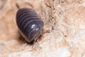 Roly poly bug, Armadillidium vulgare, walking on a concrete floor under the sun Royalty Free Stock Photo