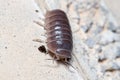 Roly poly bug, Armadillidium vulgare, walking on a concrete floor under the sun Royalty Free Stock Photo