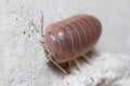 Roly poly bug, Armadillidium vulgare, walking on a concrete floor under the sun Royalty Free Stock Photo