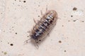 Roly poly bug, Armadillidium vulgare, walking on a concrete floor under the sun. Royalty Free Stock Photo