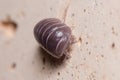 Roly poly bug, Armadillidium vulgare, walking on a concrete wall under the sun Royalty Free Stock Photo