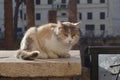 Roma cat in ancient ruins roma italy Royalty Free Stock Photo