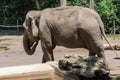 ROMA, ITALY - JULY 2019: Big elephant in the aviary in the zoo