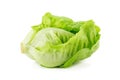 Romain Lettuce isolated on a white background. Royalty Free Stock Photo