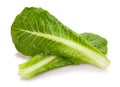 Romain lettuce Royalty Free Stock Photo