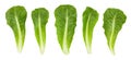 Romain lettuce Royalty Free Stock Photo
