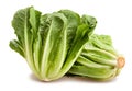 Romain lettuce Royalty Free Stock Photo