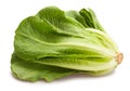 Romain lettuce Royalty Free Stock Photo