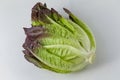 Romain lettuce on white background closeup view