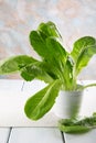 Romain Lettuce in a white pot Royalty Free Stock Photo