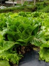 Romain letuce vegetable plants ready to harvest