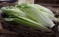 Romaine or cos lettuce