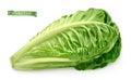 Romaine, cos lettuce. 3d realistic food illustration. Vector object