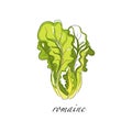 Romaine fresh culinary plant, green seasoning cooking herb hand drawn vector Illustrations on a white background
