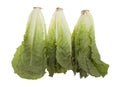 Romaine Hearts