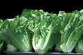 Romaine Lettuce