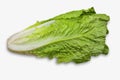 Romaine Lettuce