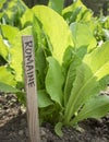 Romaine Lettuce in a Garden Royalty Free Stock Photo