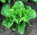 Romaine Lettuce in the Ground