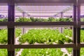 Romaine lettuce Indoor Farm vertical farm Vertical agriculture Royalty Free Stock Photo